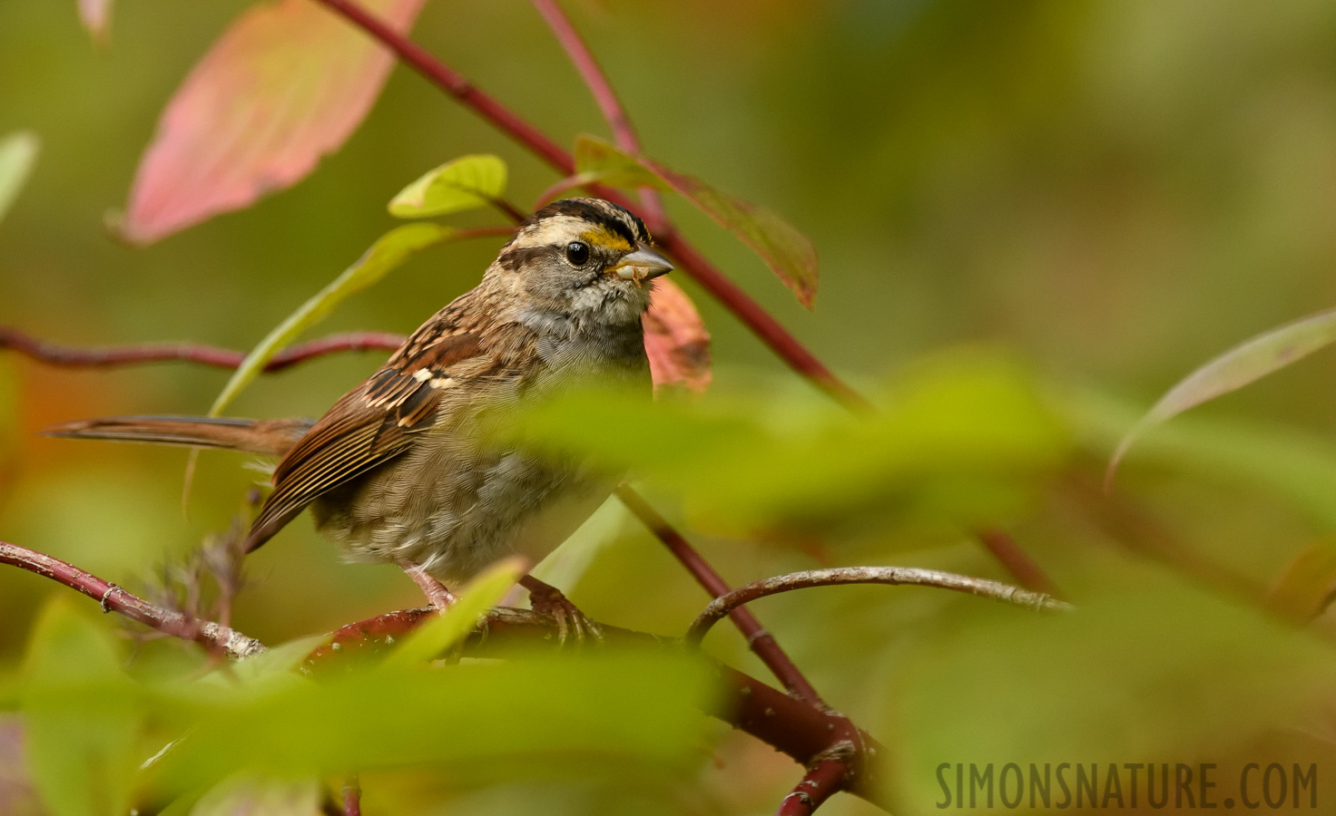 Zonotrichia albicollis [400 mm, 1/1000 sec at f / 7.1, ISO 2000]